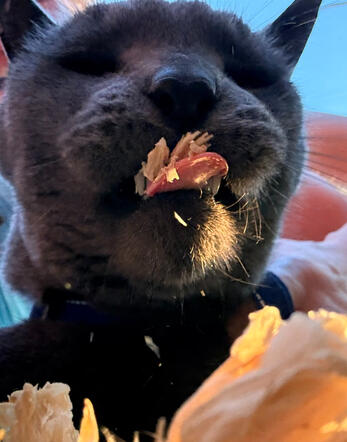 Joe the cat eating dried flowers Joe the cat eating dried flowers